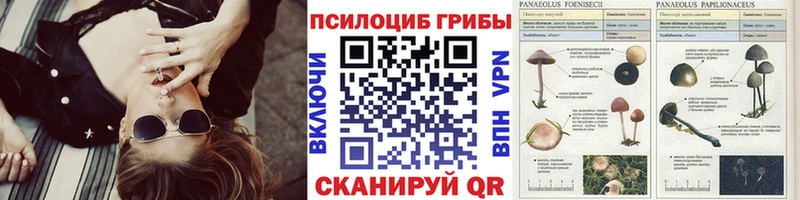 Купить закладки  Абинск  Псилоцибиновые грибы GOLDEN TEACHER 